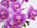 Phal. Diorella Parfum